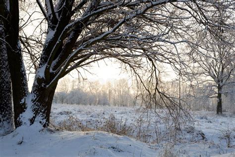 Cold Winter Morning In The Forest Stock Image Image Of Snow Frozen