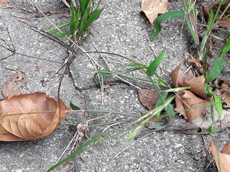 Die häufig verwendete brennnesseljauche sollte allerdings dem einsatz im garten vorbehalten bleiben. Ameisen im Haus - was tun? - ENERGIE-FACHBERATER