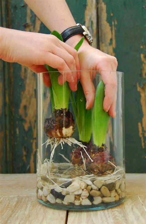 We did not find results for: How To Force Bulbs for Gorgeous Indoor Bloom and Color ...