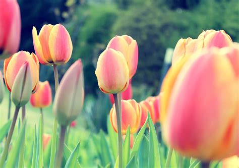 Easter Tulips Wallpapers Hd Wallpapers