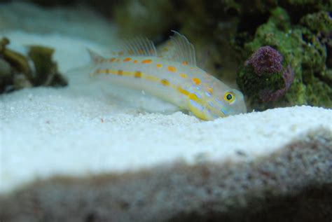 Diamond Watchman Goby Diamond Watchman Goby Sand Sifting Flickr