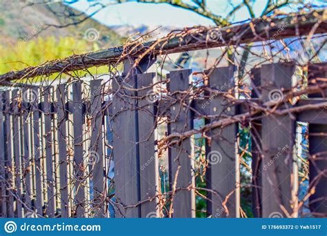 Fences With Tree Branches Intertwining On It Stock Photo Image Of