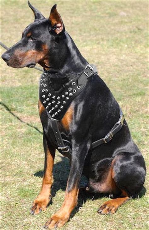 Doberman Pinscher Dog Breed Profile Dog Breeds All
