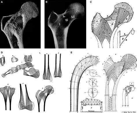 A Review Of Trabecular Bone Functional Adaptation What Have We Learned