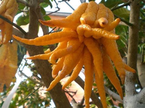 21 Citron Main De Bouddha Recette