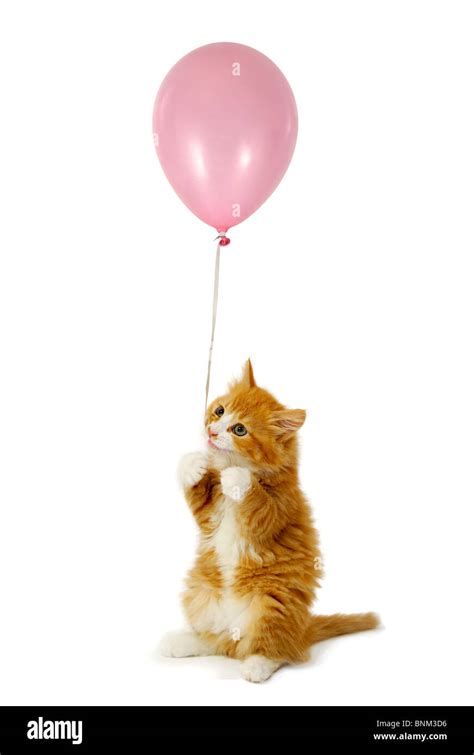 Sweet Cat Kitten Holding A Pink Balloon Stock Photo Alamy