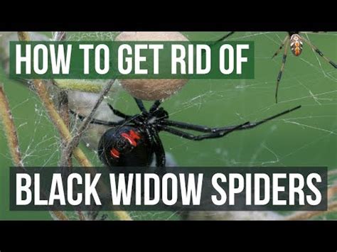 Black widow spiders are known that the female black widow eats the male after they are done mating, which is only a belief. Black Widow Spiders - How To Get Rid Of Black Widows - Bug ...