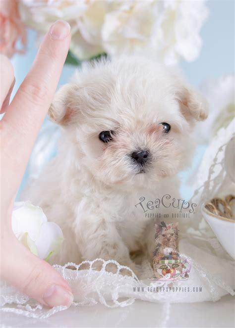 Micro Teacup Maltese Puppy 188 Teacup Puppies And Boutique