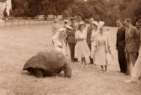 Worlds Oldest Tortoise Jonathan Celebrates 190th Birthday This Year