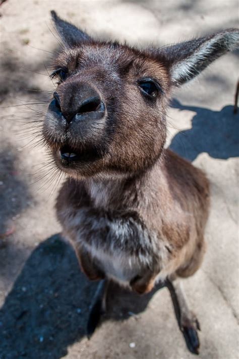 Australia is filled with weird and wonderful animals, in this post we will run through a few australia is also known to have the most dangerous animals in the world but that's another story… Native Australian animals in pictures: cuddly to "once ...