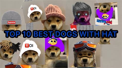 Top 10 Best Dog With Hat Youtube