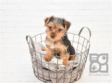 Contact michigan cairn terrier breeders near you using our free cairn terrier breeder search tool below! Silky Terrier Puppies Michigan - Petland Novi