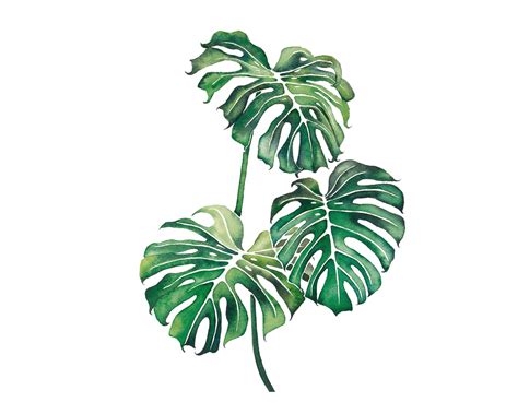 Monstera Plant Print - Monstera References And Example