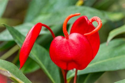 The simplest way to protect your cat from poisonous flowers is to avoid keeping them in your home altogether. Is Tail Flower Poisonous to Cats and Dogs?
