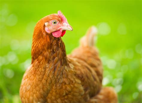 What is the place where chickens and roosters live that is 5 letter long? How Long Do Chickens Live? - Chickens in a Minute Video ...