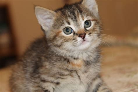 Bengal Tabby Mix Kittens For Sale