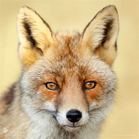 Serious Fox Roeselien Raimond Nature Photography