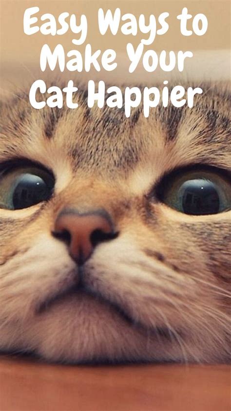 Easy Ways To Make Your Cat Happier Happy Cat Cats Kittens Funny
