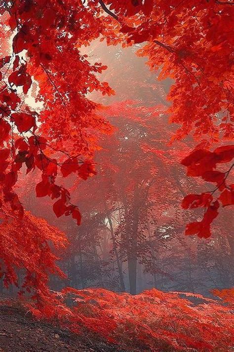 Sacred Shivers ༺ ♠ Share Moments Autumn Forest Beautiful