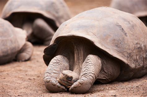 Diego The Tortoise Fathers 800 Offspring Helps Save Species Discover