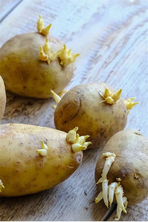 Squash bug control can be problematic for gardeners. Do Potatoes Go Bad? How Long Does It Last?