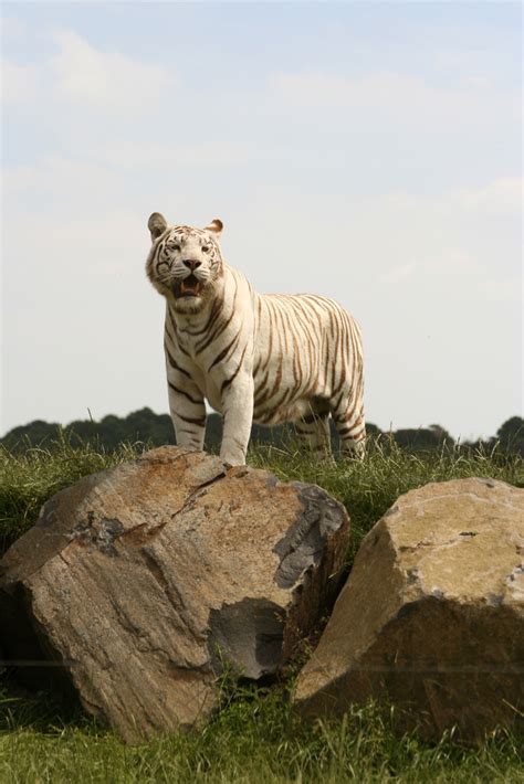 It was made in 2010 at the saint petersburg. International Tiger Day