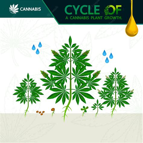 Premium Vector Cycle Of A Cannabis Plant Growth