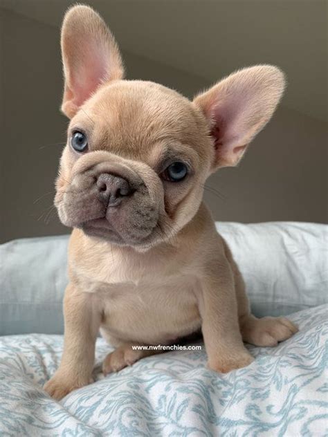 Check spelling or type a new query. French Bulldog Puppies for Sale in Washington State ...