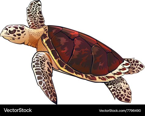 Sea Turtle Royalty Free Vector Image Vectorstock