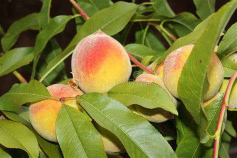 Fruit Tree Peach Elberta Prunus Stock Photos Free And Royalty Free