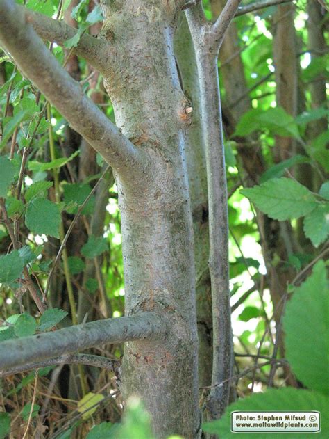 This name is not accepted by all botanists. Ulmus procera (English Elm) : MaltaWildPlants.com - the ...