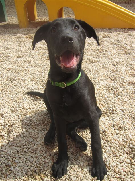 They come with health record of shots. New pictures of the puppies | Pa Great Dane Rescue, Inc.