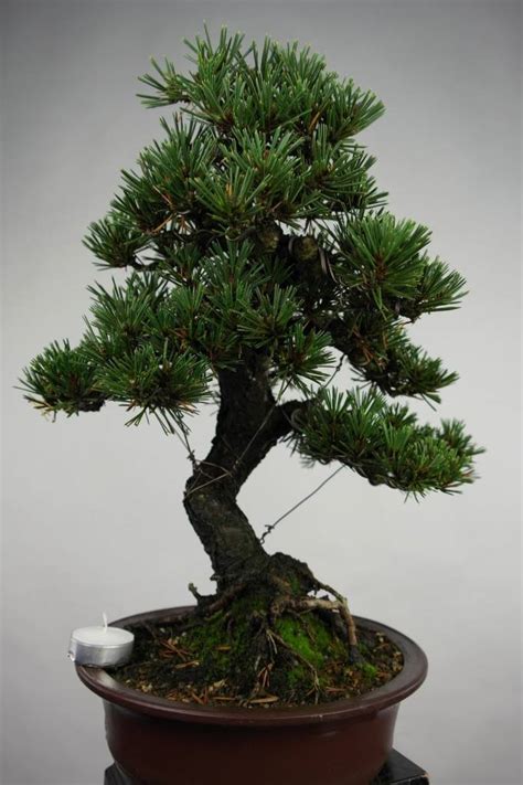 Bonsai Japanese Black Pine Kotobuki Pinus Thunbergii Kotobuki No Henhbonsai De