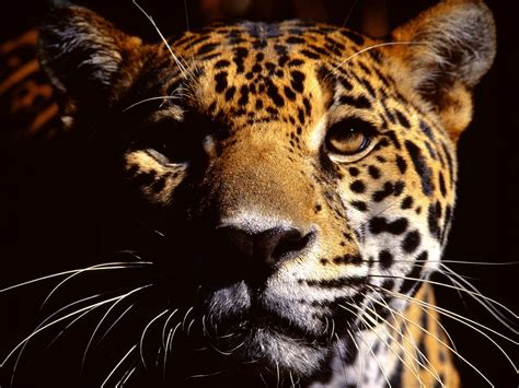 Wild Eyes Jaguar Leopard Pictures Black Jaguar Animal Animals