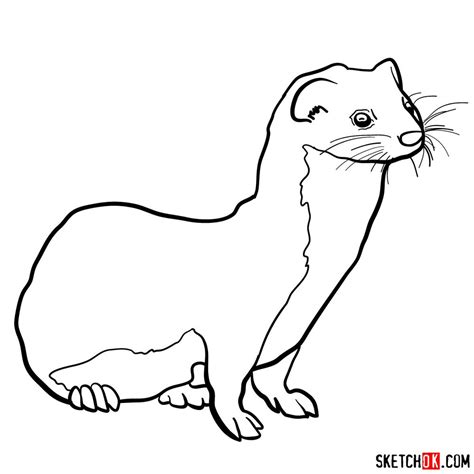 How To Draw A Weasel Sketchok Easy Drawing Guides