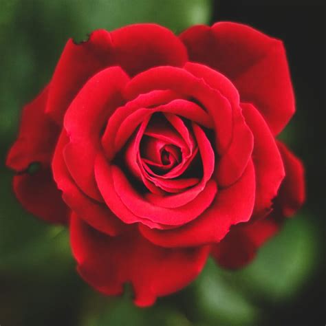 Rosales 7 Consejos Para Tener Rosas Cada Año Germigarden