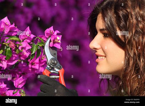 Portrait Of An Attractive Gardener Woman Cutting Flowers With Secateurs