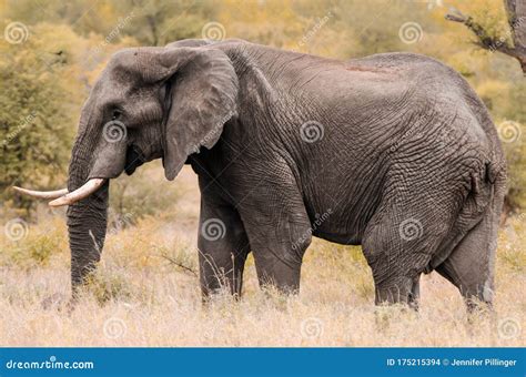 A Male African Elephant Loxodonta Africana In Kruger National Park