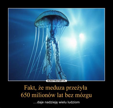 О «медузе» реклама meduza in english. Fakt, że meduza przeżyła 650 milionów lat bez mózgu ...
