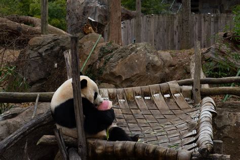 Smithsonians National Zoo Celebrates New Panda Exhibit With