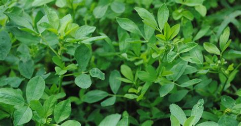 Options For Thin Alfalfa Stands