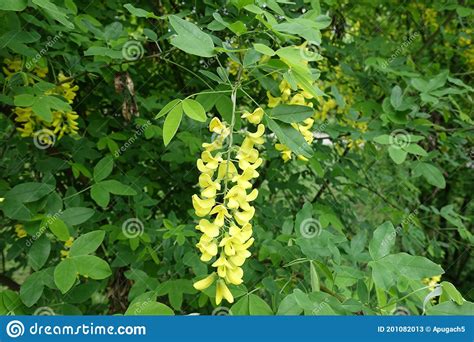 Vibrant Yellow Flowers Of Laburnum Anagyroides Stock Image Image Of
