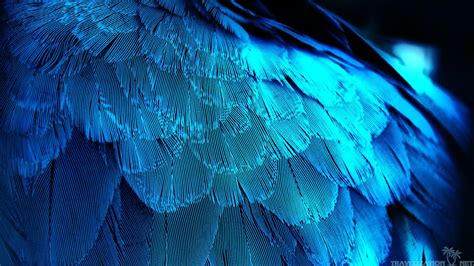 Download Wallpaper Blue Feather Download Kumpulan Wallpaper Android Hd