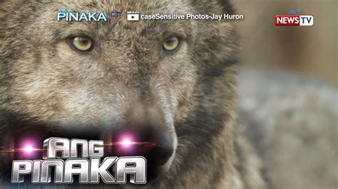 Ang Pinaka Amazing Animals That Are No Longer Endangered Youtube