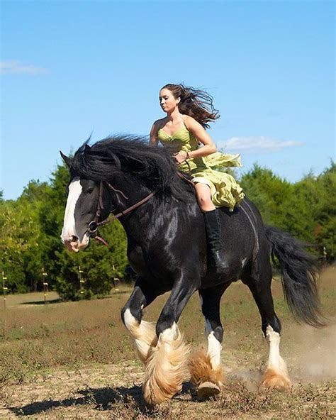 Horses Are Big Powerful Animals And Their Size Can Scare