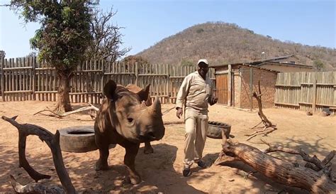 In the video, the health. Rhinos and their caretakers doing the Jerusalema Dance ...