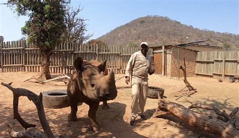 Official jerusalema challenge by ivan ligart @zumbaivantornala jerusalema.challenge. Rhinos and their caretakers doing the Jerusalema Dance ...