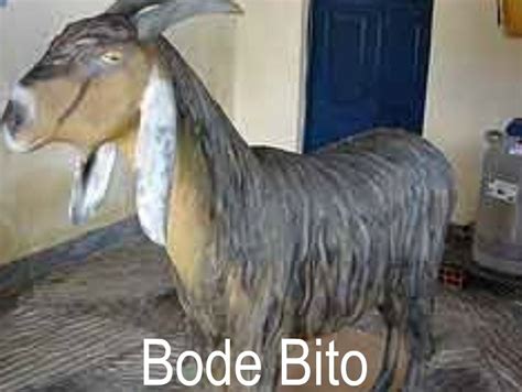 O Que O Bode Representa