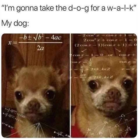 29 Heckin Funny Doggo Memes That Will Keep You Borking All Day Long
