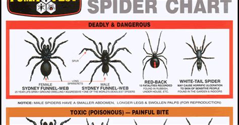 Dangerous Spider Chart For Australia Spider Identification Chart